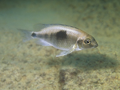 Otopharynx sp. 'auromarginatus margrette' Ndomo Point